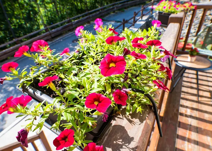 Achillea * Rhemes-Saint-Georges